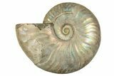 Silver Iridescent Ammonite (Cleoniceras) Fossil - Madagascar #323461-1